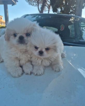 Cuccioli Pichinesi