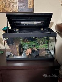 acquario