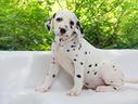 cucciola-femmina-di-dalmata-bianco-e-nero