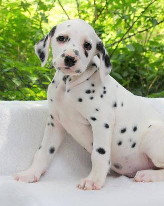 Cucciola femmina di Dalmata bianco e nero