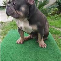Bulldog francese