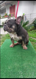 Bulldog francese