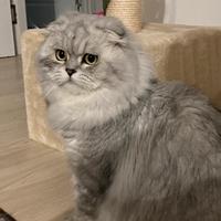MONTA Scottish Fold