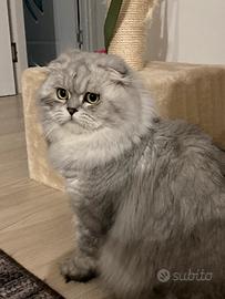 MONTA Scottish Fold