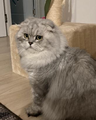 MONTA Scottish Fold