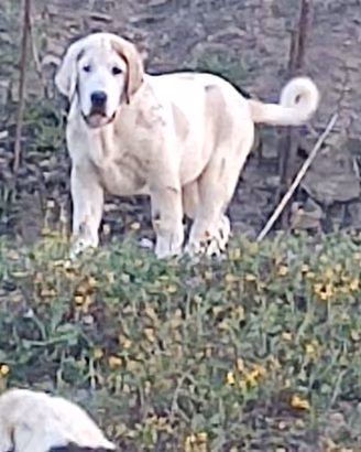 Cuccioli pastore dell Asia centrale