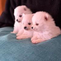Cuccioli di spitz di Pomerania