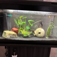 Acquario dolce