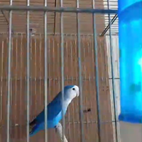 Cobalto femmina