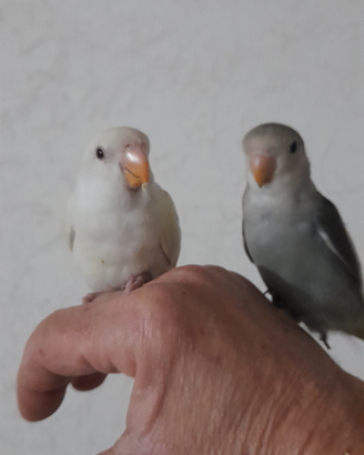 Inseparabili