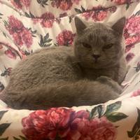 Scottish straight per la monta