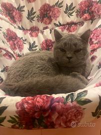 Scottish straight per la monta