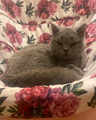 Scottish straight per la monta