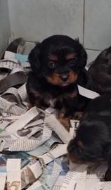 Maltipoo phantom mini toy