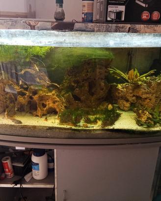 acquario 350 LT. vetro curvo 122x45x55