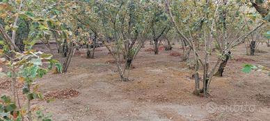 terreno agricolo