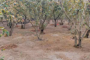 terreno agricolo