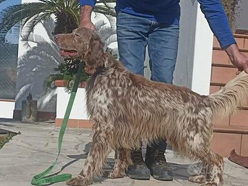 Setter Inglese pronta caccia fegato