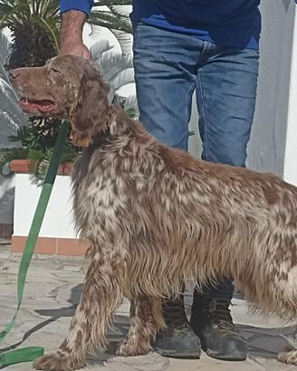 Setter Inglese pronta caccia fegato