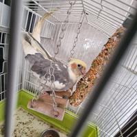 Calopsita parlante ucelino 1 ano