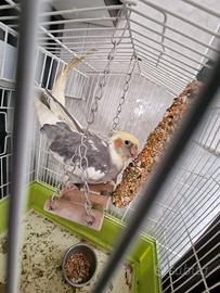 Calopsita parlante ucelino 1 ano