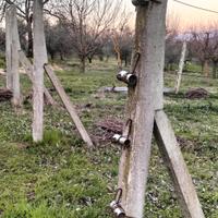 Pali per vigneto 