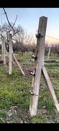 Pali per vigneto 
