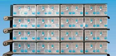 Batteria per uccelli