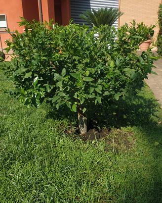 Limone Carrubaro