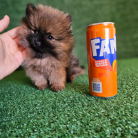 Mini cucciolo di Spitz di Pomerania Mini Mini Toy