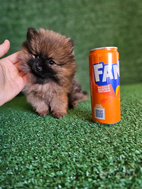 Mini cucciolo di Spitz di Pomerania Mini Mini Toy