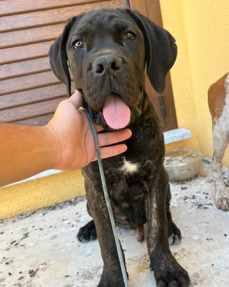 Cucciolo cane corso