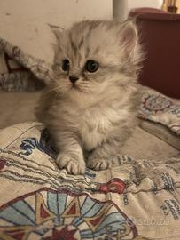 Scotish Fold e Scotch Straght Highland