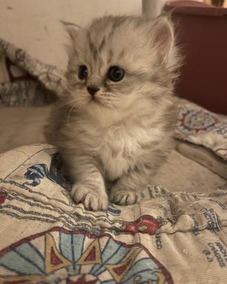 Scotish Fold e Scotch Straght Highland