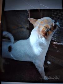 Chihuahua adulto