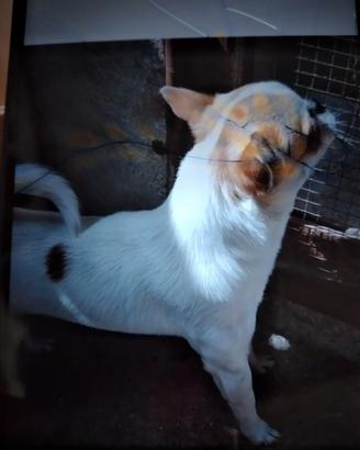 Chihuahua adulto