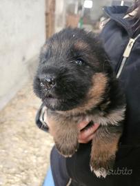 Cucciolo maschio di pastore tedesco