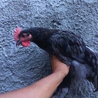 Gallo