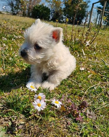 West Hingland White Terrier
 in vendita a Macerata