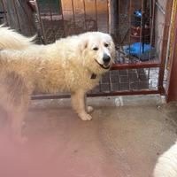 Pastore abruzzese maschi per monta