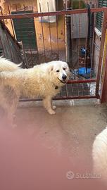 Pastore abruzzese maschi per monta