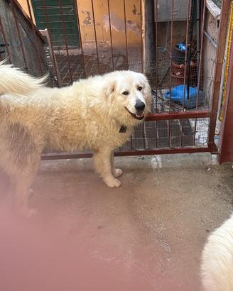 Pastore abruzzese maschi per monta