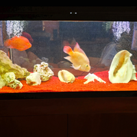 Pesci red parrot con Acquario Askoll Ambiente