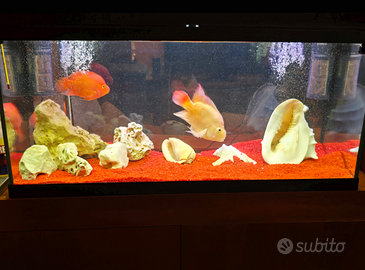 Acquario Askoll Ambiente