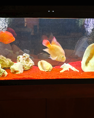Pesci red parrot con Acquario Askoll Ambiente