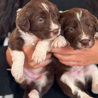 Cane cuccioli