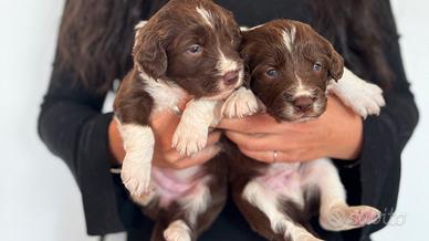 Cane cuccioli