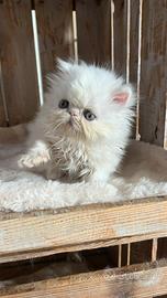Cucciolo di gatto persiano bianco