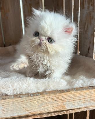 Cucciolo di gatto persiano bianco