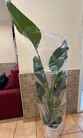 Strelitzia